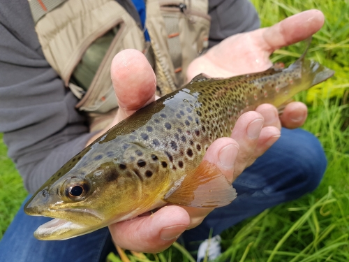 Premium Fly Fishing